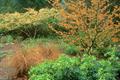  chinese witch hazel